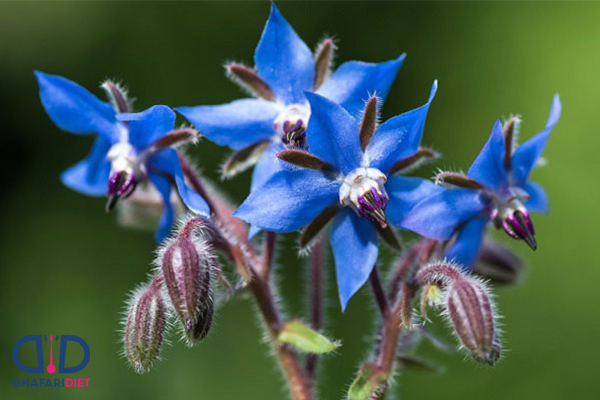 خواص گل گاوزبان برای اعصاب